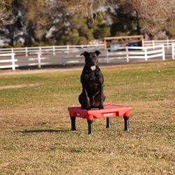 Content K9s - shadow helping with dog reactivity