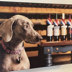 Sawyer Springs Vineyard - Cool dog Mae