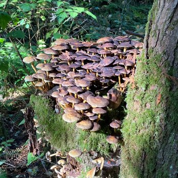 Belcarra Park - Parks Near Me - Belcarra, British Columbia