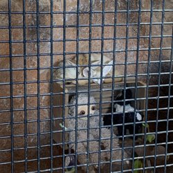 Zootastic Park - Two baby foxes in the nursery area