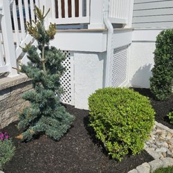 Cape Shore Gardens Nursery - Cleary Japanese White Pine on left and "Dee Runk" Boxwood on right