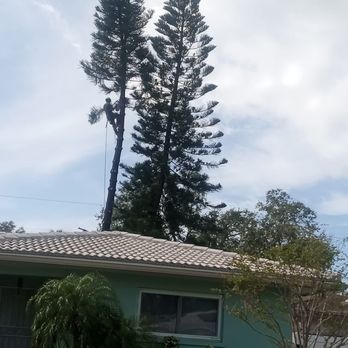 S Canuto Tree Removal Services - Tree Services Near Me