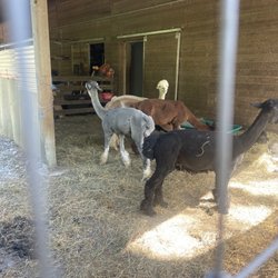 Old Mill Alpacas