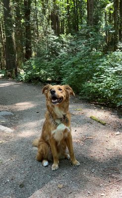 Pacific Spirit Regional Park by null