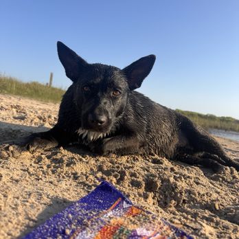 GB Companion care - Pet Sitting Near Me GB Companion care - Pet Sitting Near Me