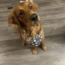 Golden Retriever