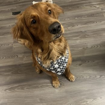 Pet Spaw - Golden Retriever - Pet Groomers Near Me - Glendora, California