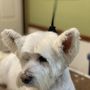 Photo of Dog Kingdom