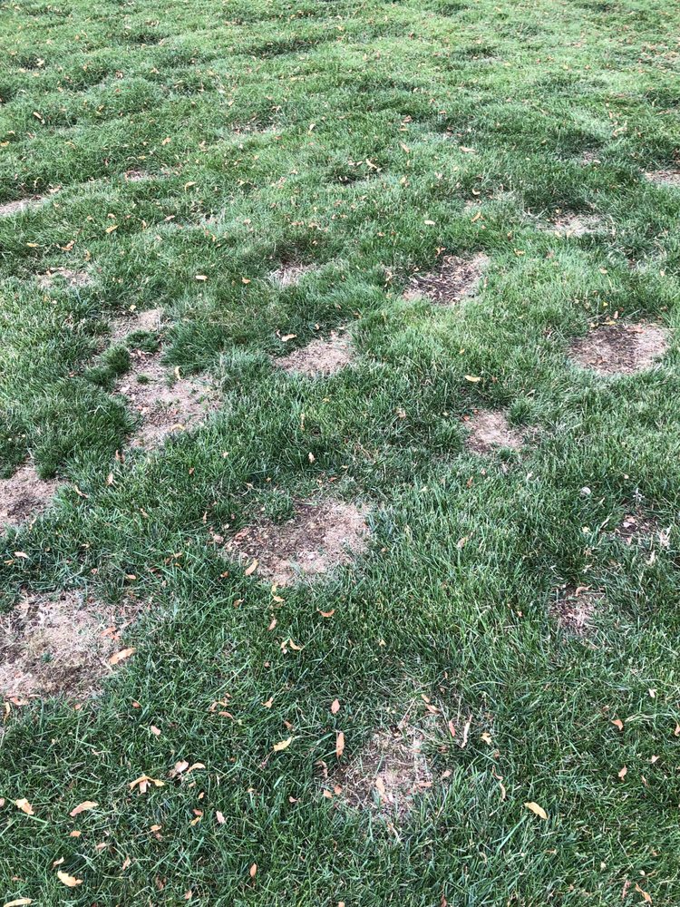 H & H Arborists - tree service in Verona, WI