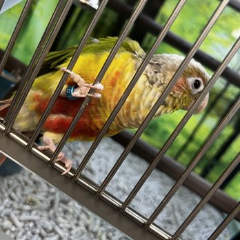 Petco - bird friend saying hi! - Pet Stores Near Me - Union, New Jersey Petco - bird friend saying hi! - Pet Stores Near Me - Union, New Jersey