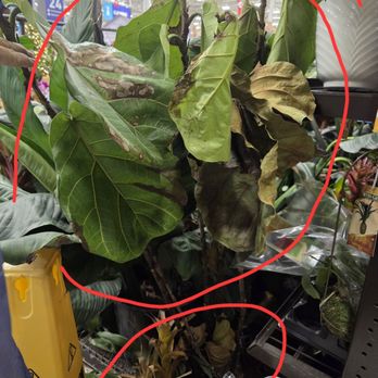 Lowe's Home Improvement - $129 each and there WERE four!!  Beautiful Fiddle Leaf Figs just left to die!! - Appliances Near Me - Flower Mound, Texas