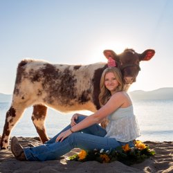 Three Lilies Photography - Cows on the beach? Yes, we do that!