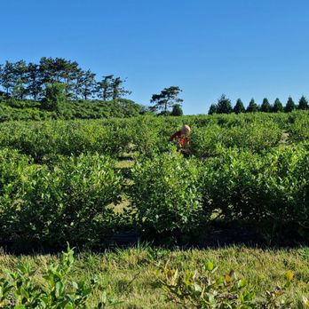 Little Hill Berry Farm - Pick Your Own Farms Near Me - Northfield, Minnesota