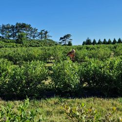Little Hill Berry Farm