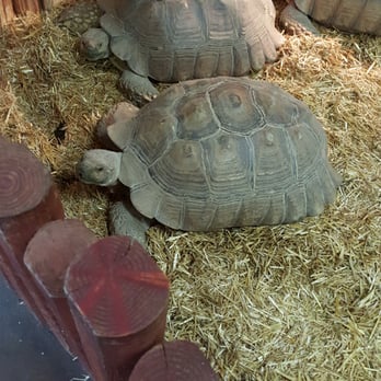 Reptile Island - GIANT turtles! - Pet Stores Near Me - Stanton, California Reptile Island - GIANT turtles! - Pet Stores Near Me - Stanton, California