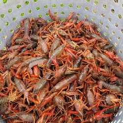 Boudreaux's Snowballs & Seafood - Fresh live crawdads