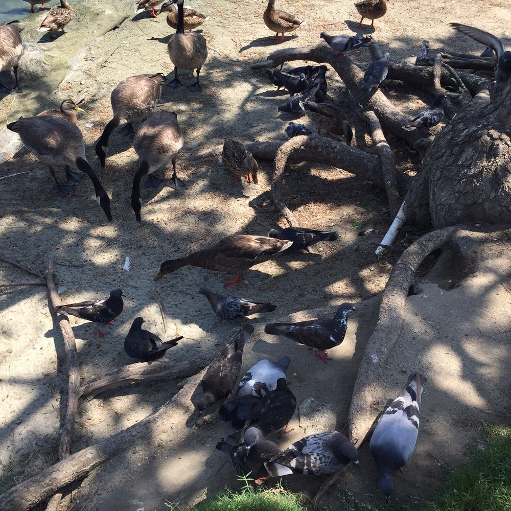 Wilderness Park - Parks Near Me - Downey, California Wilderness Park - Parks Near Me - Downey, California