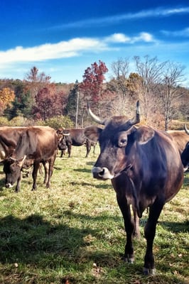 Hawthorne Valley Farm by null