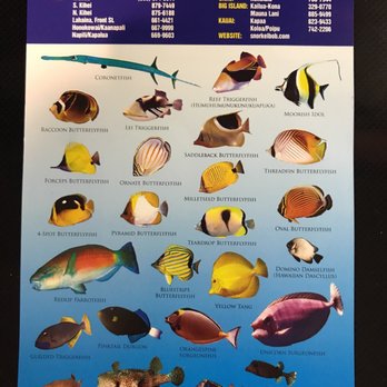 Snorkel Bob's - Mauna Lani - Sporting Goods Near Me - Kamuela, Hawaii Snorkel Bob's - Mauna Lani - Sporting Goods Near Me - Kamuela, Hawaii