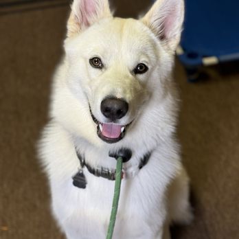 Dogfather Dog Institute - Our Malamute/Husky COCOBEAR. - Pet Training Near Me Dogfather Dog Institute - Our Malamute/Husky COCOBEAR. - Pet Training Near Me