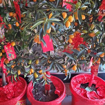 Oakland Chinatown - Happy Lunar New Year! - Local Flavor Near Me - Oakland, California Oakland Chinatown - Happy Lunar New Year! - Local Flavor Near Me - Oakland, California