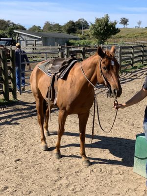 Photo of Deep Hollow Ranch Beach & Trail Rides - Montauk, NY, US.