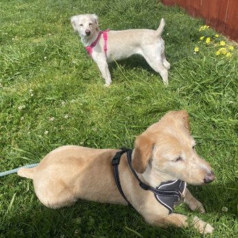 Groomed By An Angell - Pet Groomers Near Me - San Leandro, California Groomed By An Angell - Pet Groomers Near Me - San Leandro, California