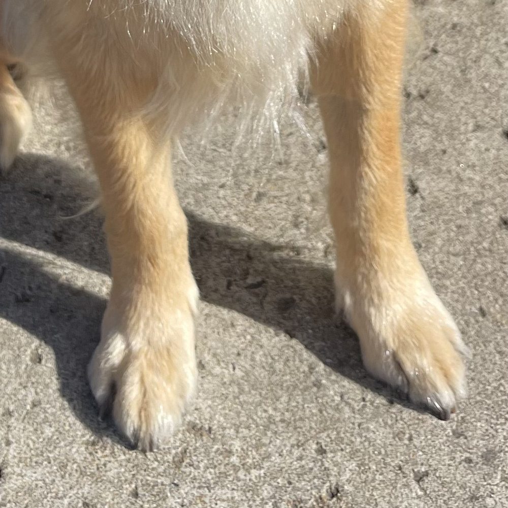 Pampered Pups By Kelley - Paw hair trimmed! Shiny and clean - Pet Groomers Near Me Pampered Pups By Kelley - Paw hair trimmed! Shiny and clean - Pet Groomers Near Me