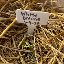 Worley's Greenhouse & Nursery