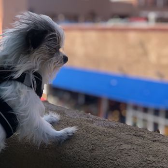 Coyote Rooftop Cantina - Great people watching on the roof top. - Mexican Near Me - Santa Fe, New Mexico