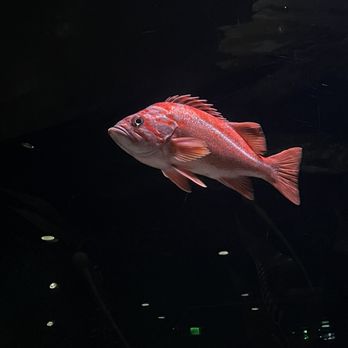 Georgia Aquarium - Aquariums Near Me - Atlanta, Georgia Georgia Aquarium - Aquariums Near Me - Atlanta, Georgia
