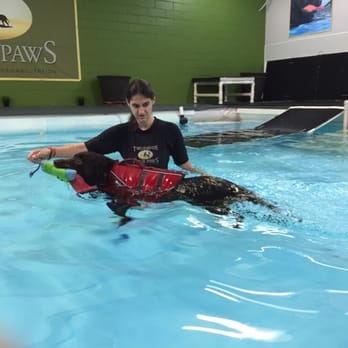 Two Hands Four Paws - Charlie warming up in the pool! - Veterinarians Near Me - Los Angeles, California