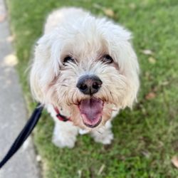 Sky's the Limit Pet Service - My dog on one of his many walks