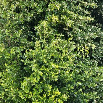 Easy Stumps Tree Services - Tree Services Near Me - Folsom, California Easy Stumps Tree Services - Tree Services Near Me - Folsom, California