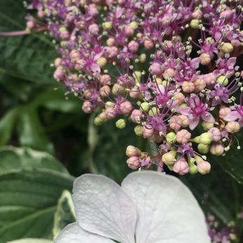 Shore Gardens Nursery - Nurseries & Gardening Near Me - San Clemente, California Shore Gardens Nursery - Nurseries & Gardening Near Me - San Clemente, California