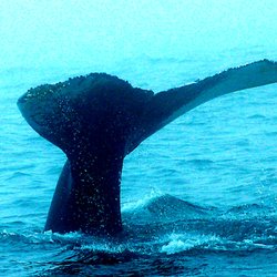 Brier Island Whale and Seabird Cruises