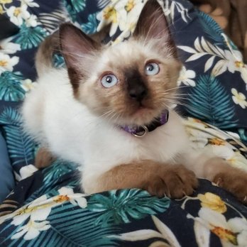 Sierra Gateway Veterinary Clinic - Jet at 10 weeks - Veterinarians Near Me - Merced, California