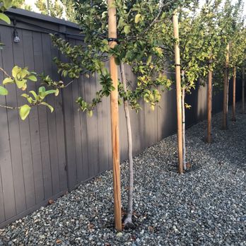 Mike Handyman & Painting - New exterior paint on 100 feet of fence. Wow! - Handyman Near Me Mike Handyman & Painting - New exterior paint on 100 feet of fence. Wow! - Handyman Near Me