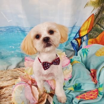Wiggle Butts Dog Spa - Pet Groomers Near Me - Schenectady, New York Wiggle Butts Dog Spa - Pet Groomers Near Me - Schenectady, New York