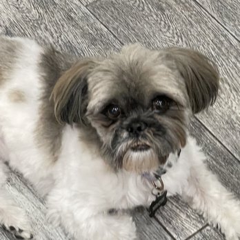 Old Town Pet Grooming - Extremely uneven face that my dad noticed it right away after came home. - Pet Groomers Near Me - Garden Grove, California Old Town Pet Grooming - Extremely uneven face that my dad noticed it right away after came home. - Pet Groomers Near Me - Garden Grove, California