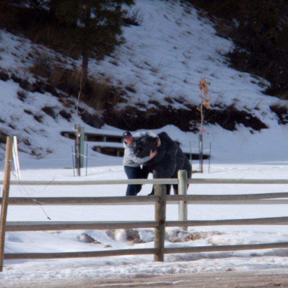 Horseshoes in winter time! Horseshoes in winter time!
