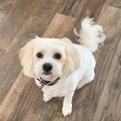 Gone To the Dogs Inc - Louie the Cavachon