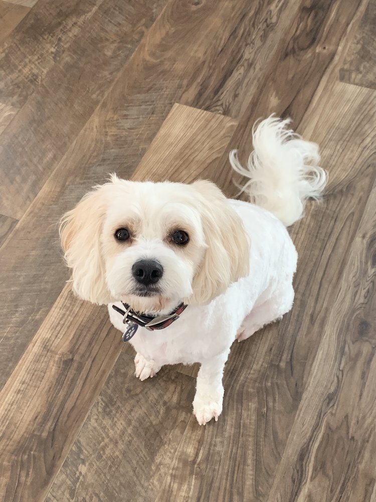 GONE TO THE DOGS INC Updated September 2024 14 Reviews 36090