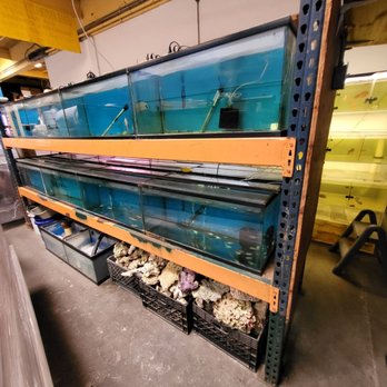 Fish Warehouse - Live rock wieght your own pieces! - Local Fish Stores Near Me - Westminster, California