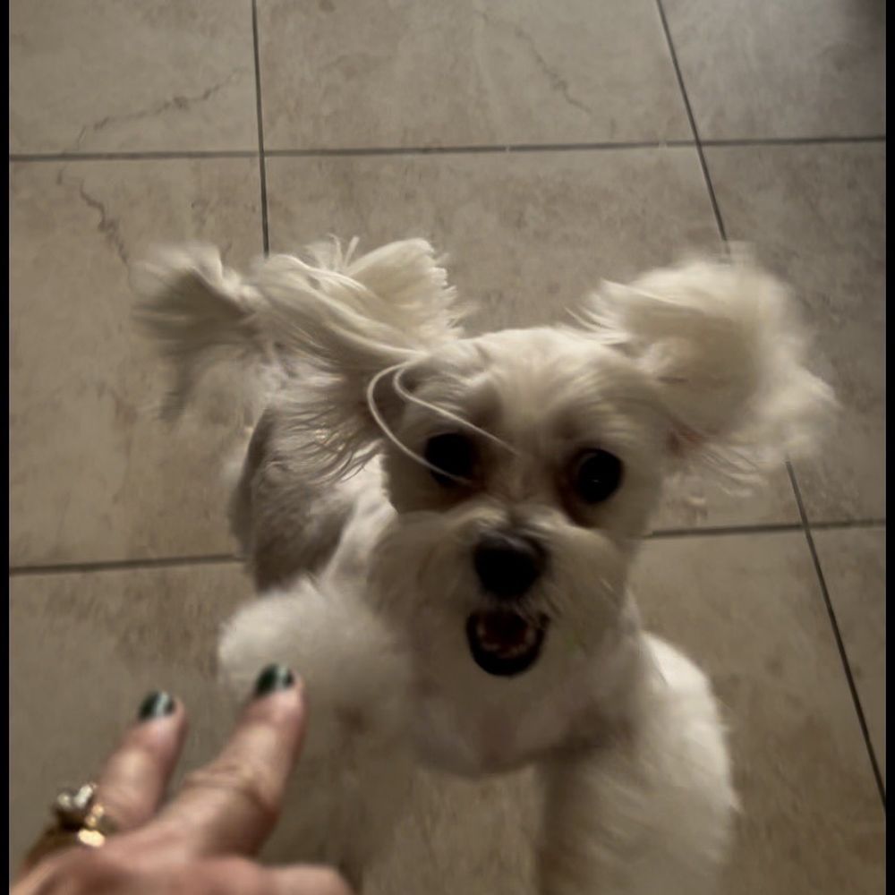 Poochie on your Block Mobile Grooming - Marshie - Pet Groomers Near Me - Miami, Florida Poochie on your Block Mobile Grooming - Marshie - Pet Groomers Near Me - Miami, Florida