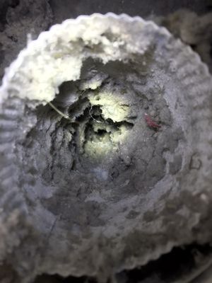 Elite Fireplace Sacramento