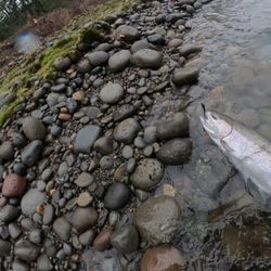 Northwest Flyfishing Outfitters - A close up of the beautiful wild hen hooked on the fly on my 13.3 7wht Loomis NRX purchased with the help of the boys at the NWFFO. Thanks!