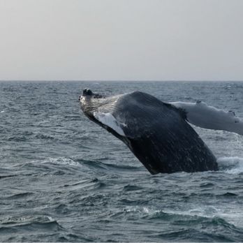 Hyannis Whale Watcher Cruises - Whale Watching Tours Near Me - Barnstable, Massachusetts Hyannis Whale Watcher Cruises - Whale Watching Tours Near Me - Barnstable, Massachusetts