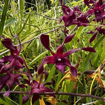 Ritter Tropic 1 Orchids - Dendrobium - Nurseries & Gardening Near Me - Kissimmee, Florida