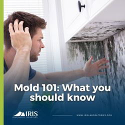 Iris Environmental Laboratories - Found mold in your home?  Wherever it is, it needs to be solved immediately.